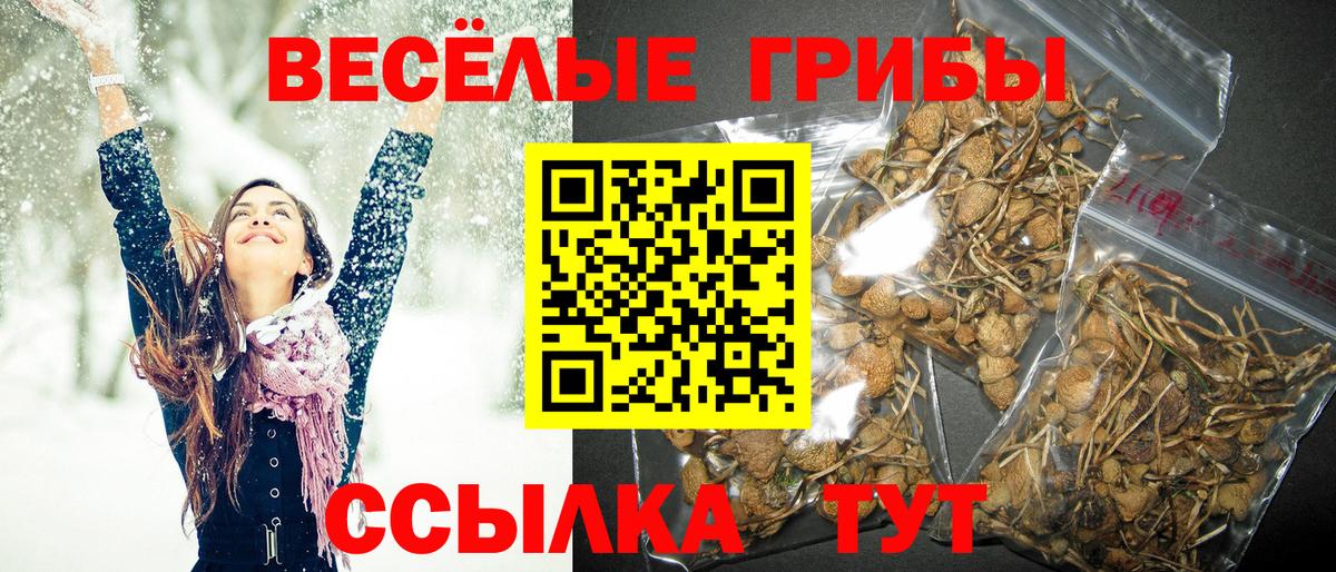Псилоцибиновые грибы Psilocybine cubensis Асино